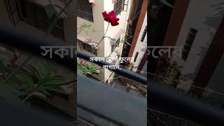 শুভ সকালnonie vloggardening [upl. by Nireil116]