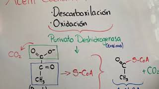 Transición del Piruvato al AcetilCoenzima A [upl. by Jannery]