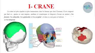 Le crâne [upl. by Florance]