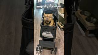 I would totally recommend a dog stroller 1010 frenchie frenchbulldog viralshorts funny [upl. by Sabian]