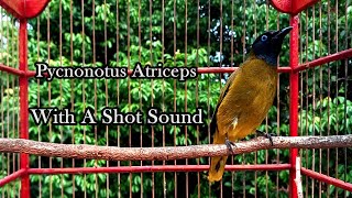 Pycnonotus Atriceps With A Shot Sound [upl. by Pris]