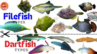 Types of Dartfish amp Filefish species name in English kids animals fish [upl. by Annuahs805]