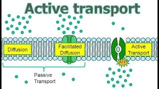 Active Transport [upl. by Marentic]