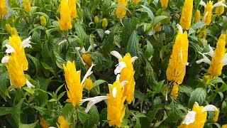 Pachystachys lutea Golden Shrimp Plant [upl. by Athalee42]