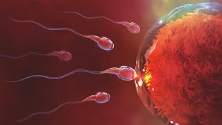 How Fertilization Happens 3d Animation  How Sperm Meets Egg [upl. by Lunt]