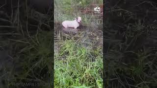 Hurricane Milton Dog left tied to fence rescued by Florida state troopers [upl. by Roselin869]