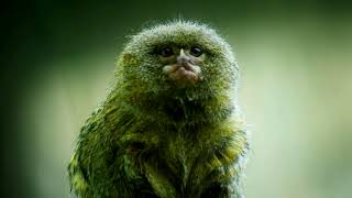 Pygmy Marmoset Smallest Primate in the World [upl. by Ynnaf782]