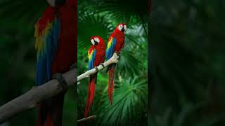 Macaw parrot [upl. by Ireg500]