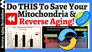 Do THIS To SAVE Your Mitochondria amp REVERSE Aging  What Are The Researches Show [upl. by Kalinda499]