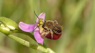 Ophrys pollination  Ophrys gracilis con Eucera sp [upl. by Normandy]