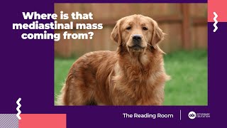 Where is that mediastinal mass coming from  The Reading Room  Veterinary Radiology Explained [upl. by Norton]