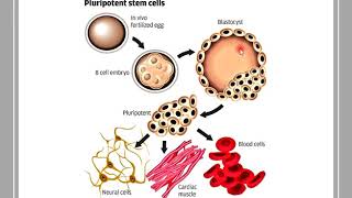 Histology of Stem Cells [upl. by Ynnatirb]