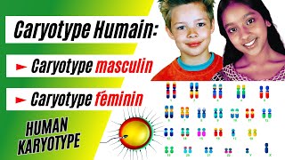 Comment écrire la formule chromosomique du caryotype humain normal [upl. by Aissyla]