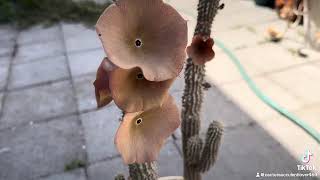 Hoodia blooming day ❤️🌵😊 cactus and succulent lover 464 [upl. by Weissmann]