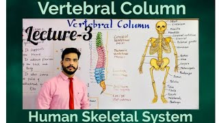 Vertebral Column structure amp Functions Lecture3 The Skeletal system [upl. by Aluor584]