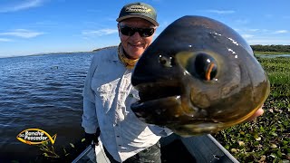 PESCARIA DE PACU NO PANTANAL NO MELHOR BARCO HOTEL [upl. by Rasia]