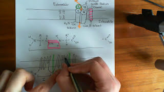 Voltage Gated Sodium Channels [upl. by Arraeit]