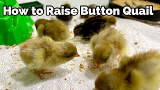 Raise Button Quail From Incubating Eggs to Brooding Chicks to Laying Adults [upl. by Flem]