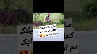 Dam laga ka duet ptiimran pmln pti ptilove shahbazsharif funny ptiimrankha [upl. by Lyrahs]