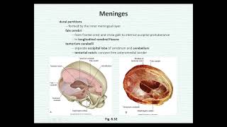 【大體解剖學】 腦膜、腦血管供應 Meninges Brain and its Blood Supply 20211110 長庚大學 中醫醫學 [upl. by Manard]