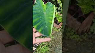 Taro Colocasia esculenta is a root vegetable colocasia magic magic of Taro water drop magic [upl. by Aitenev]