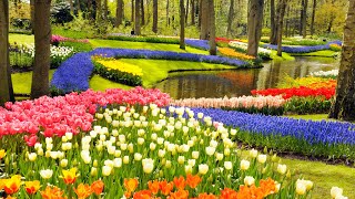 Keukenhof Gardens and Tulip Fields Tour from Amsterdam [upl. by Alrahc]