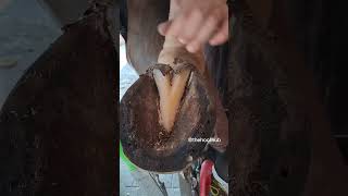 Asmr Hoof TRIMMING Relaxing animals shorts horse [upl. by Nwahshar]