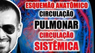 Circulação pulmonar e circulação sistêmica esquema anatômico  Sistema Circulatório VideoAula 063 [upl. by Ingraham]