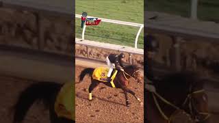 USHBA TESORO The Breeders Cup  Del Mar 2024 [upl. by Nawuq]