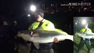 Monster Jewfish off Gold Coast Beach fishing [upl. by Assyl]