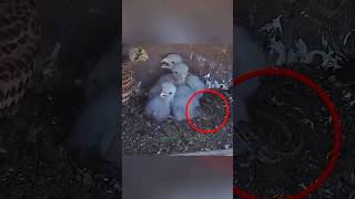 A Lizard Attacked the Chicks in a Kestrel Nest 😱animals wildlife shorts [upl. by Masha957]