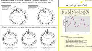 Cardiac Action Potentials Part 1 Review of Action Potentials [upl. by Elfstan882]