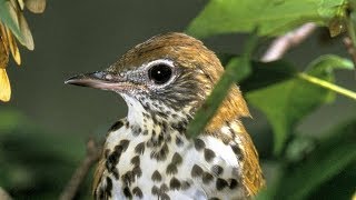 Wood Thrush Song [upl. by Savil]