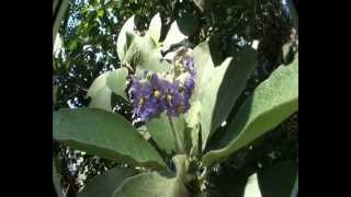 Woolly nightshade identification Solanum mauritianum [upl. by Rondi]