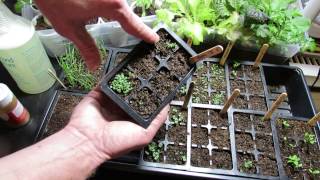 How to Use Cinnamon amp Neem Oil on Your Seed Starts Damping Off Diseases amp Fungus Gnats [upl. by Pallaten]