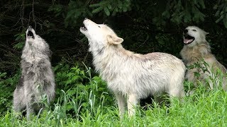 Wolf Howl Trio [upl. by Hephzibah821]