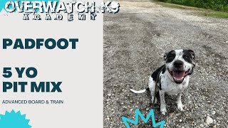 Padfoot  5 Year Old Pit Mix  Distraction Training  Obedience Training  Dog Reactivity [upl. by Inor]