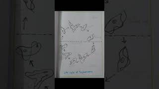 Life cycle of trypanosoma trypanosoma kumaununiversity pyq viral msc top pyqs [upl. by Scoles]