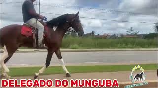 DELEGADO DO MUNGUBA mangalargamachadormangalargadobrasil mangalargadeeliteviralvideos [upl. by Nowyt]