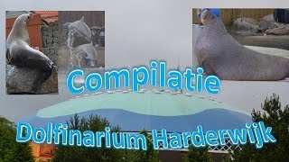 Compilatie Dolfinarium Harderwijk [upl. by Rafaello]