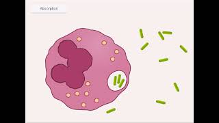 quotLa phagocytose  comment nos cellules détruisent les agents pathogènes responsables des infectionsquot [upl. by Sulokcin]