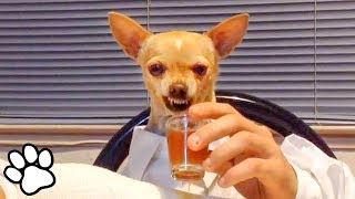 100 Funny Chihuahua Videos  Try Not To Laugh Challenge  That Pet Life [upl. by Assyram75]