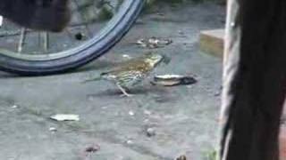 Mistle thrush breaking a snail shell [upl. by Obeng772]