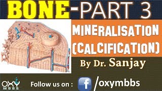 BONE PART 3  MINERALISATION CALCIFICATION [upl. by Olette]