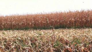 Capello Corn Head In Action at Farm Progress [upl. by Philippine495]