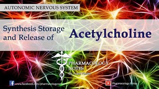 Synthesis Storage and Release of Acetylcholine [upl. by Yeoj344]