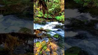 Sahalie Creek Falls oregon travel nature explore beauty beautiful waterfall adventure pnw [upl. by Honor]