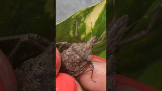 Can Stink Bug Fly shorts Nature animals [upl. by Nigam787]