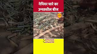 Super nepiyar grass stick price in india  Napeir grass for cattel  napier grass seed reel shorts [upl. by Amees]