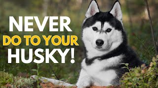 5 Things You Must Never Do to Your Siberian Husky [upl. by Israeli134]